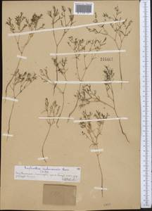 Euphorbia inderiensis Less. ex Kar. & Kir., Middle Asia, Syr-Darian deserts & Kyzylkum (M7) (Kazakhstan)