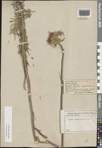 Jurinea ledebourii Bunge, Eastern Europe, Central forest-and-steppe region (E6) (Russia)