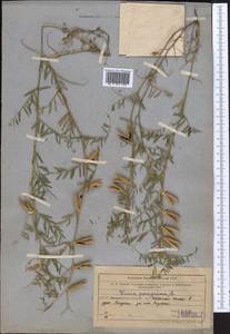Vicia peregrina L., Middle Asia, Western Tian Shan & Karatau (M3) (Uzbekistan)