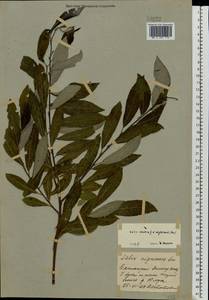 Salix vaudensis Schleich. ex J.Forbes, Eastern Europe, Eastern region (E10) (Russia)