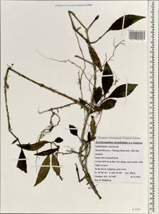 Aeschynanthus mendumiae D. J. Middleton, South Asia, South Asia (Asia outside ex-Soviet states and Mongolia) (ASIA) (Vietnam)