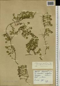 Thymus sibiricus (Serg.) Klokov & Des.-Shost., Siberia, Yakutia (S5) (Russia)