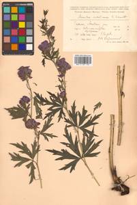 Aconitum sachalinense F. Schmidt, Siberia, Russian Far East (S6) (Russia)