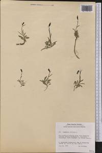 Melanocalyx uniflora (L.) Morin, America (AMER) (Greenland)