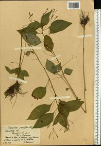 Impatiens parviflora DC., Eastern Europe, Moscow region (E4a) (Russia)