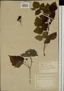 Rubus caesius L., Eastern Europe, North-Western region (E2) (Russia)