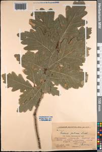 Quercus petraea (Matt.) Liebl., Caucasus, Krasnodar Krai & Adygea (K1a) (Russia)