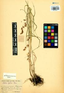 Melica turczaninowiana Ohwi, Siberia, Baikal & Transbaikal region (S4) (Russia)