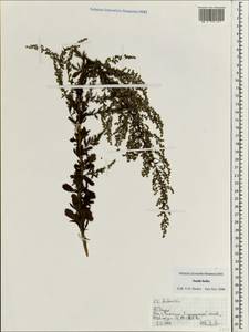Artemisia, South Asia, South Asia (Asia outside ex-Soviet states and Mongolia) (ASIA) (India)