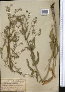 Lindelofia anchusoides subsp. anchusoides, Middle Asia, Western Tian Shan & Karatau (M3) (Kazakhstan)