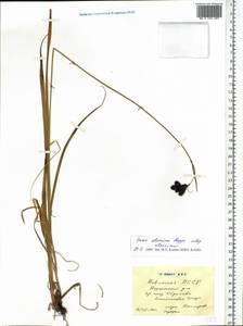 Carex aterrima Hoppe, Siberia, Altai & Sayany Mountains (S2) (Russia)