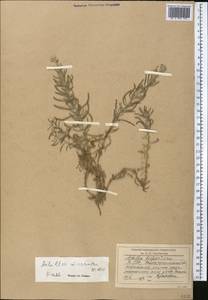 Achillea micrantha Willd., Middle Asia, Syr-Darian deserts & Kyzylkum (M7) (Uzbekistan)