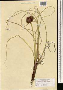 Cyperus capitatus Vand., South Asia, South Asia (Asia outside ex-Soviet states and Mongolia) (ASIA) (Israel)
