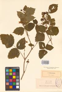 Rubus caesius L., Eastern Europe, North-Western region (E2) (Russia)
