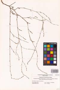 Polygonum patulum M.Bieb., Eastern Europe, Lower Volga region (E9) (Russia)