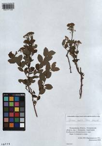 Spiraea media F. Schmidt, Siberia, Altai & Sayany Mountains (S2) (Russia)