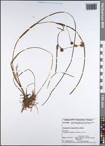 Sparganium angustifolium Michx., Siberia, Central Siberia (S3) (Russia)