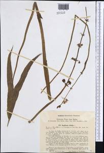Sagittaria trifolia L., Middle Asia, Syr-Darian deserts & Kyzylkum (M7) (Uzbekistan)