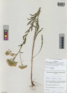 Achillea asiatica Serg., Siberia, Altai & Sayany Mountains (S2) (Russia)