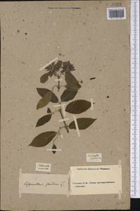 Calycanthus floridus L., America (AMER) (Not classified)