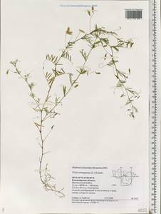 Vicia tetrasperma (L.)Schreb., Eastern Europe, Central region (E4) (Russia)