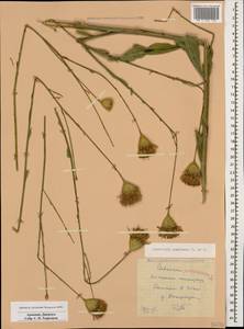 Klasea coriacea (Fisch. & C. A. Mey.) Holub, Caucasus, Armenia (K5) (Armenia)