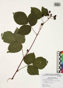 Rubus nessensis Hall, Eastern Europe, Central region (E4) (Russia)