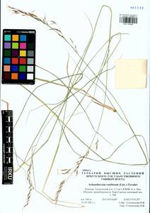 Achnatherum confusum (Litv.) Tzvelev, Siberia, Baikal & Transbaikal region (S4) (Russia)