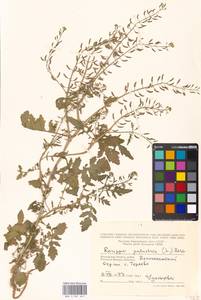 Rorippa palustris (L.) Besser, Eastern Europe, Moscow region (E4a) (Russia)