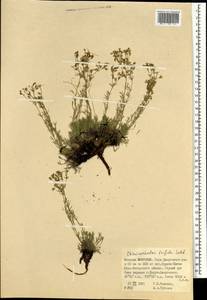Chamaerhodos trifida Ledeb., Mongolia (MONG) (Mongolia)
