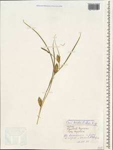 Carex hordeistichos Vill., Caucasus, Stavropol Krai, Karachay-Cherkessia & Kabardino-Balkaria (K1b) (Russia)