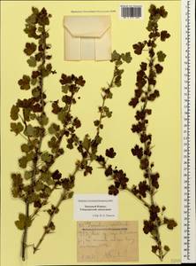 Ribes uva-crispa, Caucasus, Stavropol Krai, Karachay-Cherkessia & Kabardino-Balkaria (K1b) (Russia)