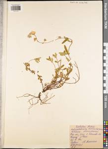 Helianthemum nummularium (L.) Mill., Eastern Europe, Central region (E4) (Russia)