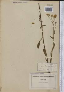 Erigeron philadelphicus L., America (AMER) (United States)