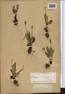 Bistorta vivipara (L.) Delarbre, Middle Asia, Dzungarian Alatau & Tarbagatai (M5) (Kazakhstan)