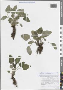 Salvia nutans L., Eastern Europe, Middle Volga region (E8) (Russia)