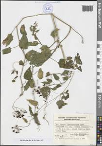 Solanum dulcamara L., Caucasus, Krasnodar Krai & Adygea (K1a) (Russia)