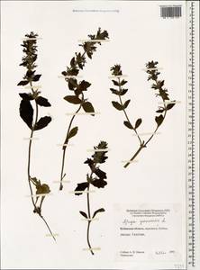 Ajuga genevensis L., Caucasus, Stavropol Krai, Karachay-Cherkessia & Kabardino-Balkaria (K1b) (Russia)