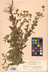 Pulicaria dysenterica (L.) Bernh., Eastern Europe, South Ukrainian region (E12) (Ukraine)