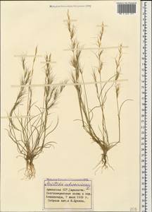 Aristida adscensionis L., Caucasus, Armenia (K5) (Armenia)