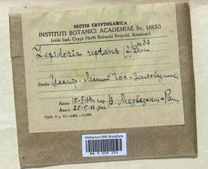 Lepidozia reptans (L.) Dumort., Bryophytes, Bryophytes - Middle Russia (B6) (Russia)