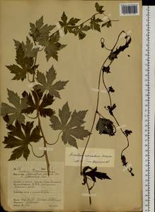 Aconitum sczukinii Turcz., Siberia, Russian Far East (S6) (Russia)