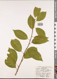 Prunus cerasus subsp. cerasus, Eastern Europe, Central region (E4) (Russia)