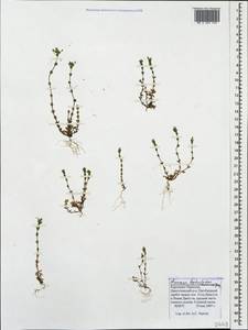 Arenaria leptoclados, Caucasus, Stavropol Krai, Karachay-Cherkessia & Kabardino-Balkaria (K1b) (Russia)
