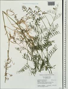 Vicia tenuifolia subsp. elegans (Guss.)Nyman, Crimea (KRYM) (Russia)
