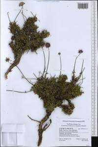 Lomelosia crenata (Cirillo) Greuter & Burdet, Western Europe (EUR) (Italy)