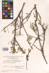Tamarix laxa Willd., Eastern Europe, Lower Volga region (E9) (Russia)