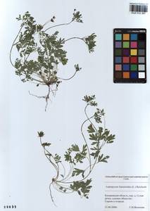 Leptopyrum fumarioides (L.) Rchb., Siberia, Altai & Sayany Mountains (S2) (Russia)