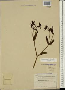 Valerianella locusta (L.) Laterr., Crimea (KRYM) (Russia)