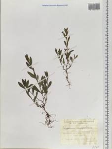Polygonum aviculare subsp. aviculare, Siberia, Western Siberia (S1) (Russia)
